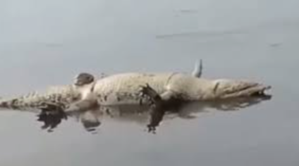 Isi Perut Penuh Plastik dan Logam, Buaya Muara Inhil Dikirim ke Jakarta untuk Diawetkan