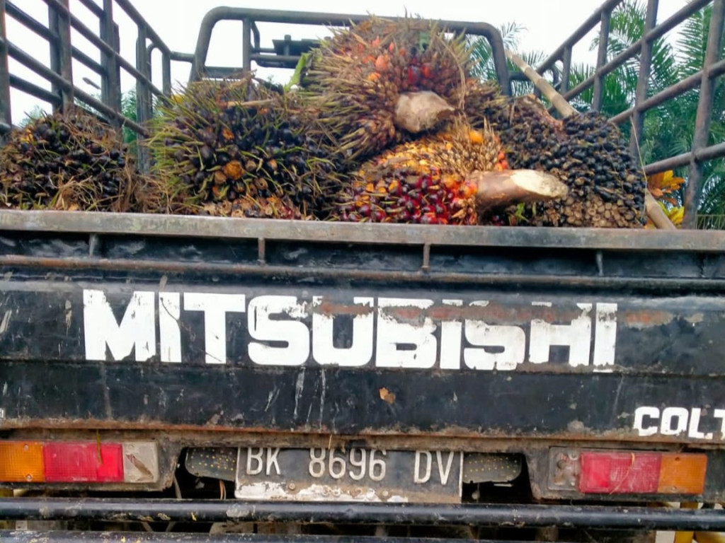 Jatanras Polres Simalungun Tangkap Pencuri TBS di PTPN 4 Kebun Dolok Sinumbah