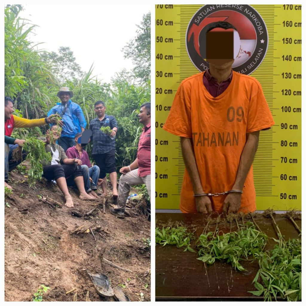 Kebun Sawit Jadi Ladang Ganja: Petani di Tapanuli Selatan Tidur di Penjara