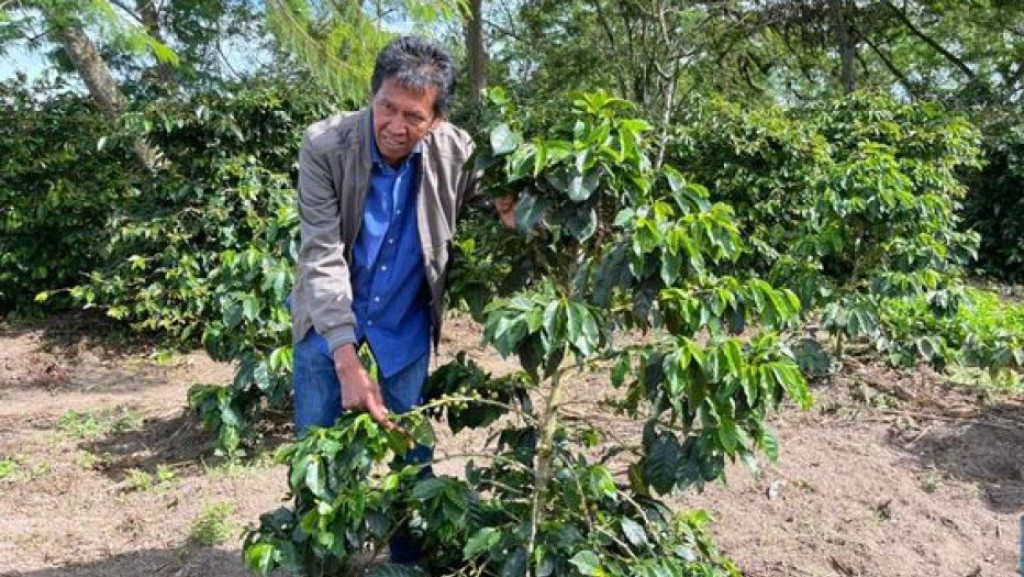 Kopi Lintong Asal Humbahas: Keunikan dan Cita Rasa yang Mendunia