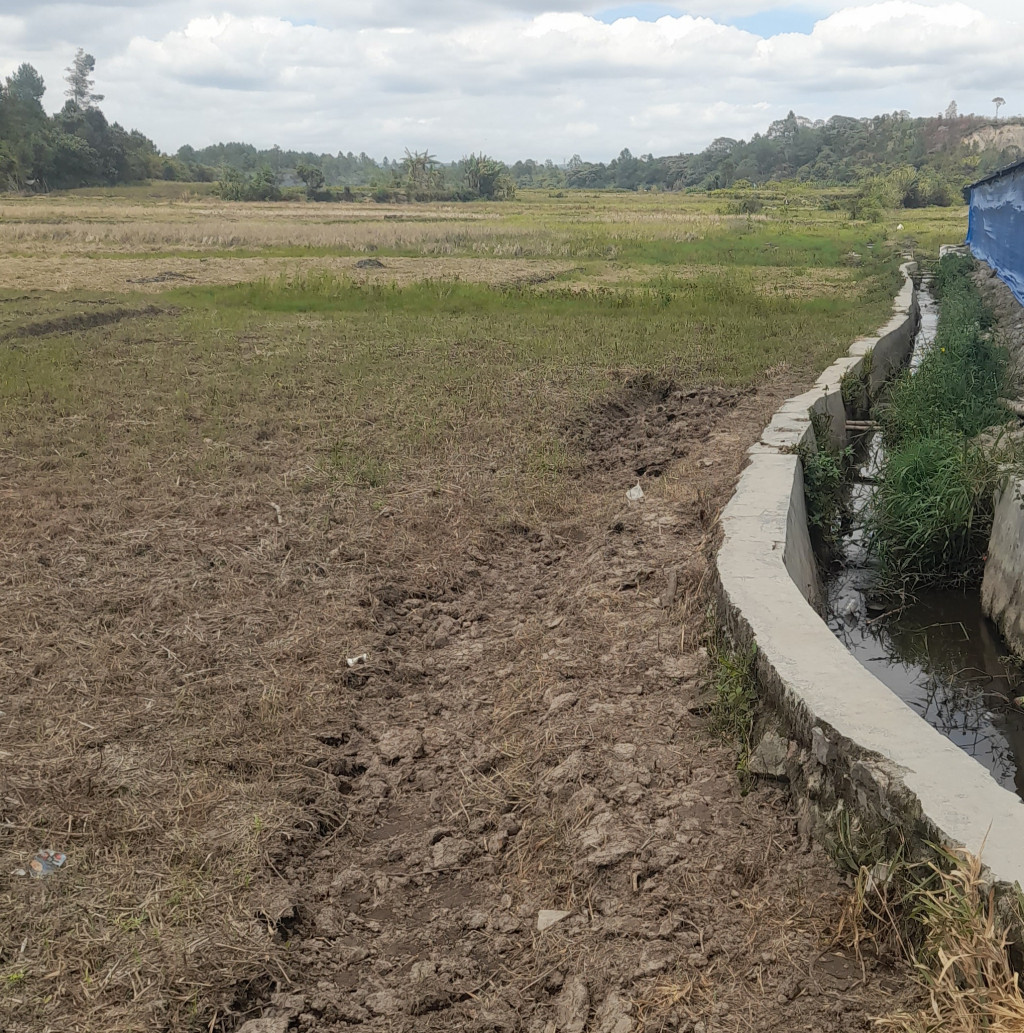 Musim Kemarau Berkepanjangan, Petani Padi Kwatir Gagal Tanam