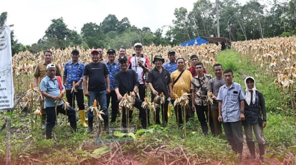 Panen Jagung, Bupati Nias Ingin Masyarakat Diberdayakan Melalui Program Ketahanan Pangan