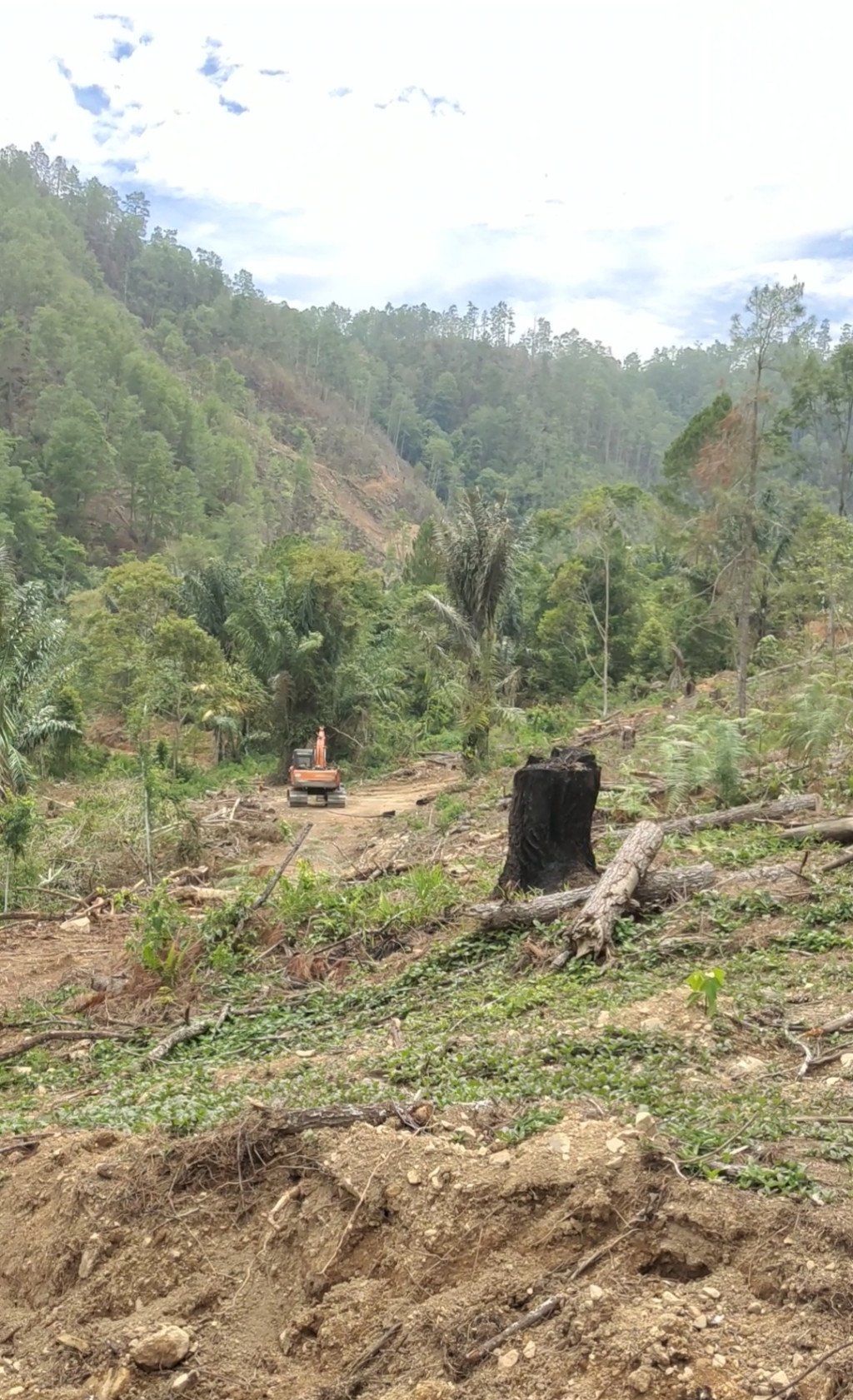 Penebangan Pinus di Balige Menjadi Sorotan, Pasalnya Surat Teguran Tidak Diindahkan Pengusaha