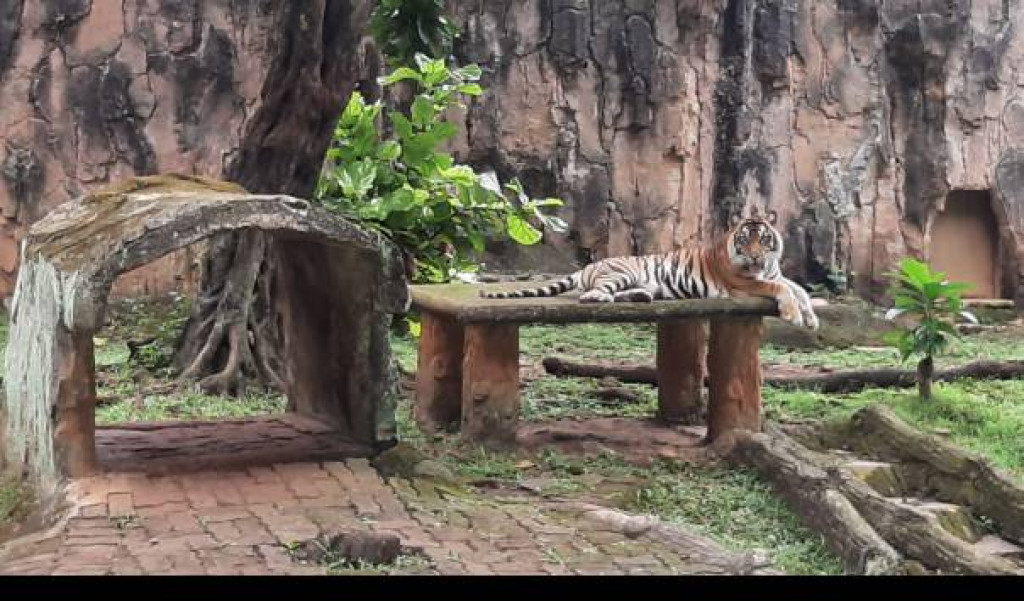 Ragunan Bongkar Isu Pakan Harimau Dibawa Pulang: Fitnah Terorganisir