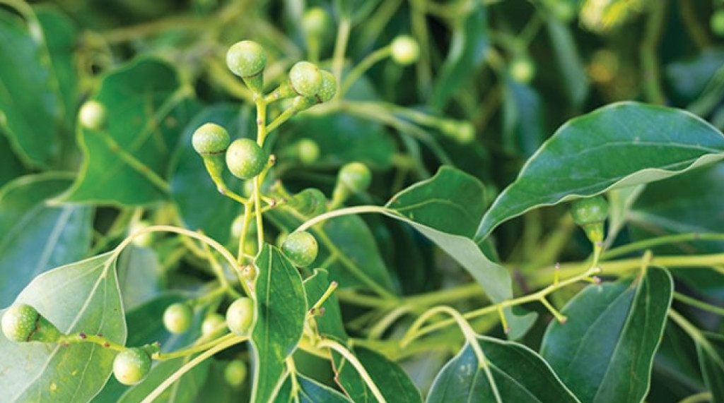Ternyata Abad Pertama Masehi Orang Arab Sudah Berburu Rempah Ke Tanah Barus Tapanuli Tengah