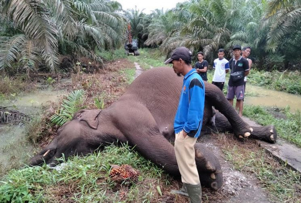 Gajah Sumatera Mati Tersetrum Kabel Milik PLN