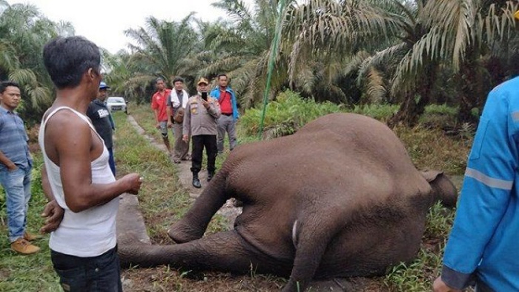 Gajah Sumatera Rusak Gubuk, Lalu Mati Akibat Kesetrum