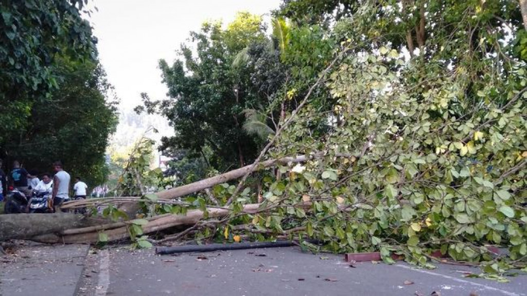Hujan Angin Akibatkan 1 Warga Luka, 20 Rumah Rusak, 8 Pohon Tumbang di Surabaya