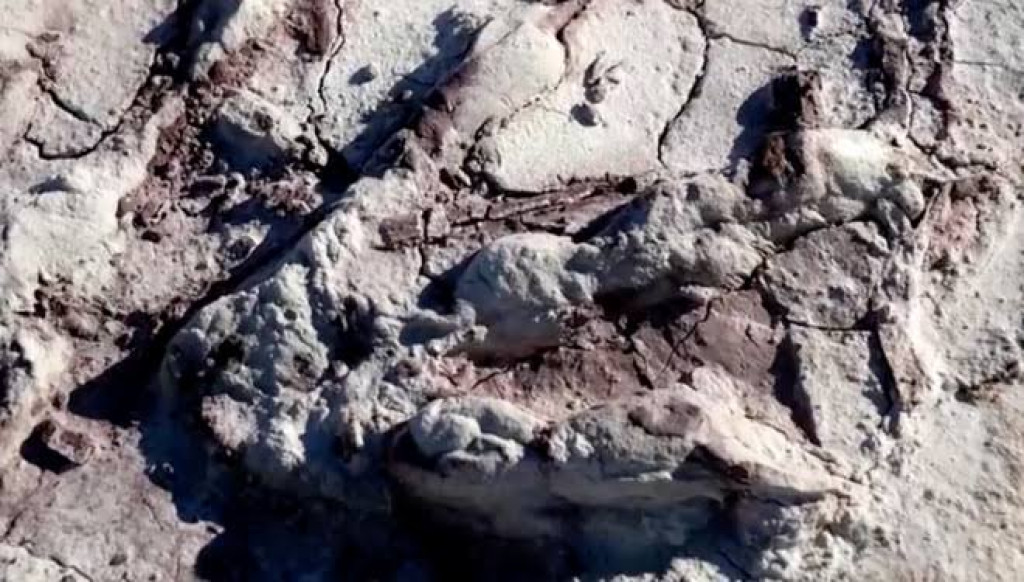Jejak-jejak Kaki Dinosaurus Berusia Ratusan Juta Tahun Ditemukan di Polandia