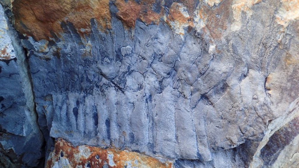 Wow! Fosil Nenek Moyang Kaki Seribu Seukuran Mobil Ditemukan di Inggris