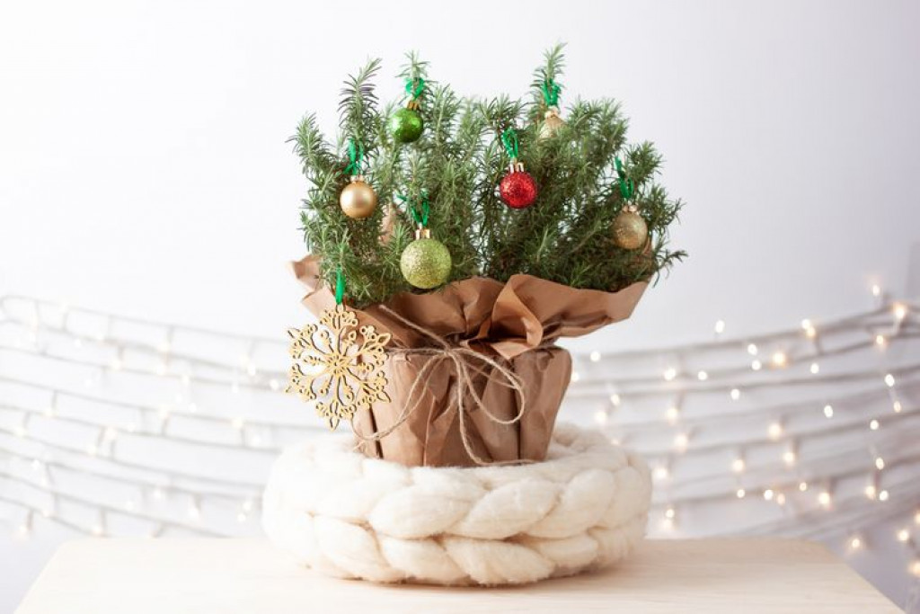 Cara Merawat Pohon Natal Rosemary agar Tetap Segar