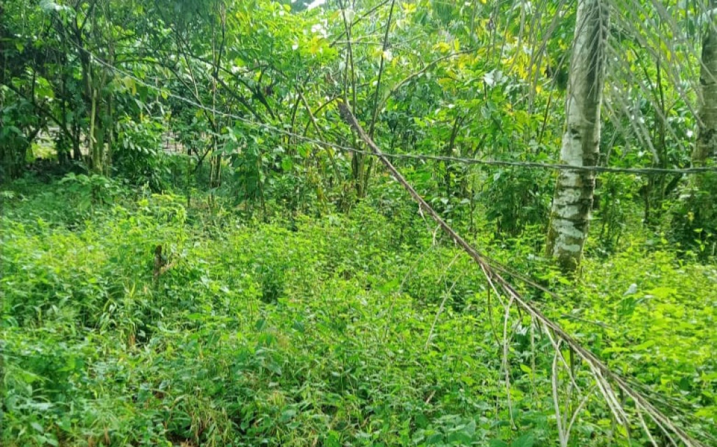 Daya Lemah dan Kabel Listrik Menjuntai Rendah, Warga Sarintonu Dairi Mohon Perhatian PLN