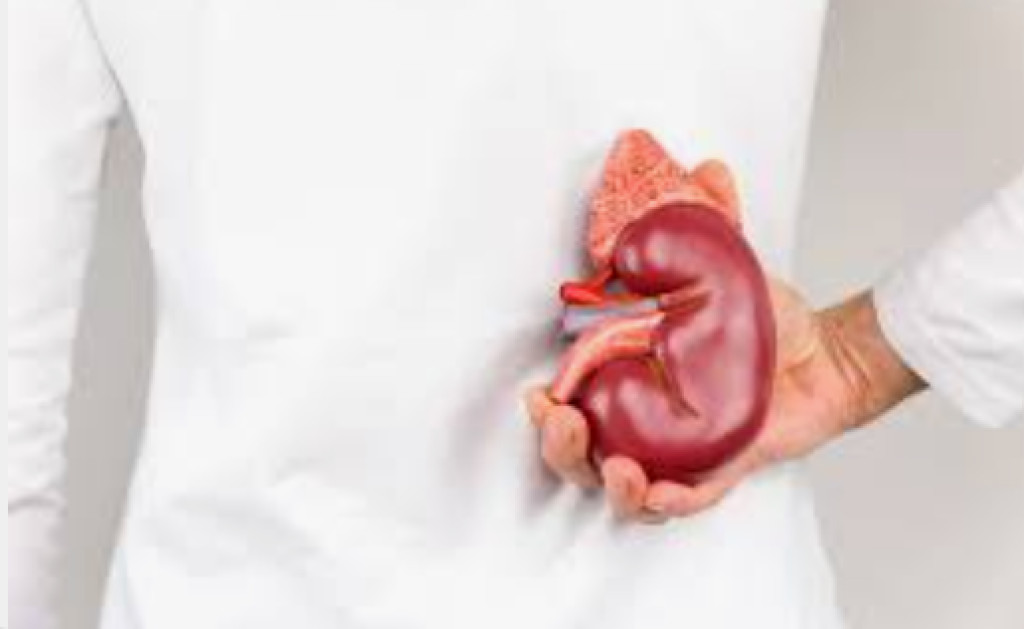 Ginjal Bekerja Diam-diam, Ini Makanan Alami yang Membantu Menjaganya