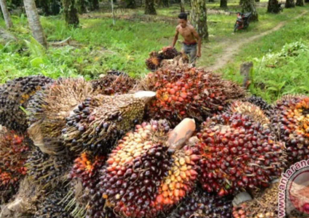 Harga TBS Sawit Bengkulu Naik-Turun, Ini Daftar Terbarunya