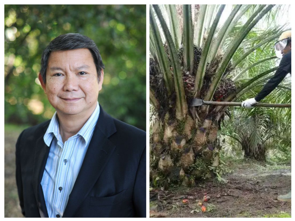 Hashim Djojohadikusumo: Prabowo Tak Punya Kebun Kelapa Sawit di Indonesia