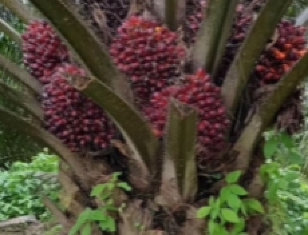 HPE Getah Pinus dan Sebagian Produk Kayu Naik pada Periode Januari 2026