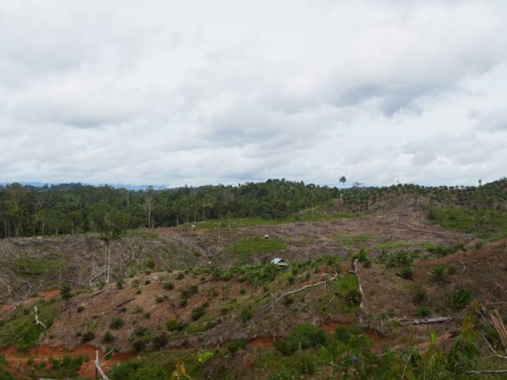 Izin PT API–PT BAT di Seblat Terancam Dicabut, 14 Ribu Hektare Hutan Hilang dan Gajah Kian Terdesak