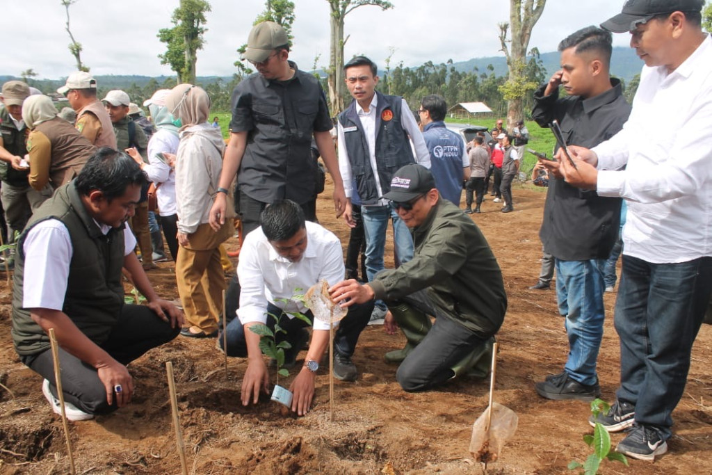Mitigasi Bencana, Badega Garuda Sakti Tanam Teh di Pangalengan