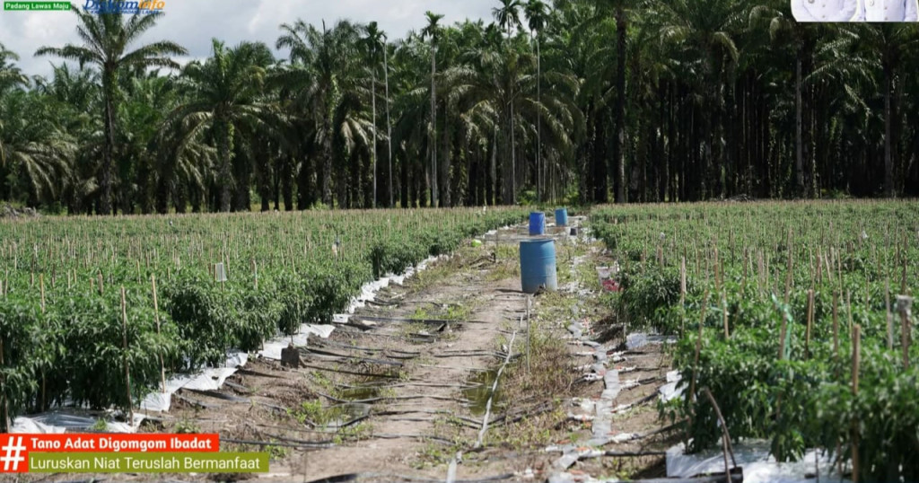 Pemkab Palas Dukung Ketahanan Pangan, Wujudkan Asta Cita Presiden RI Prabowo Subianto