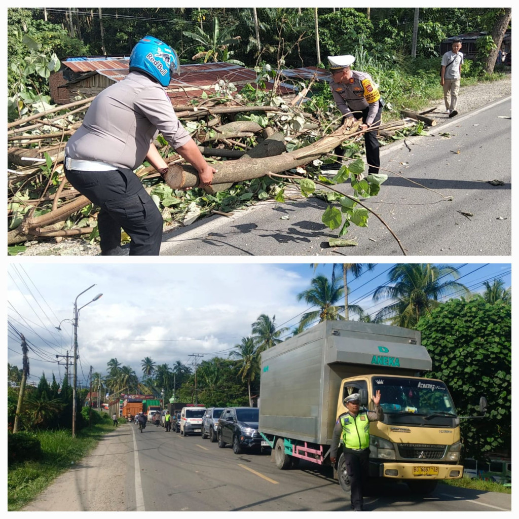 Pohon Tumbang di Jalan Imam Bonjol, Kasat Lantas Padangsidimpuan Turun Langsung Atur Lalin