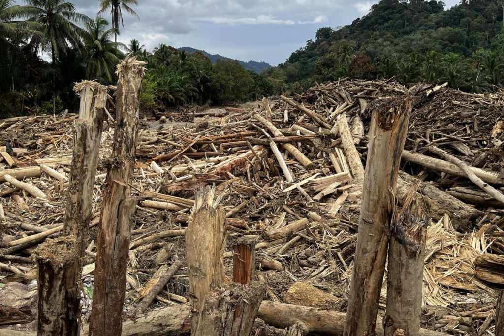 Polda Lampung Hentikan Penyelidikan Temuan Kayu Gelondongan Milik PT Minas Pagai Lumber