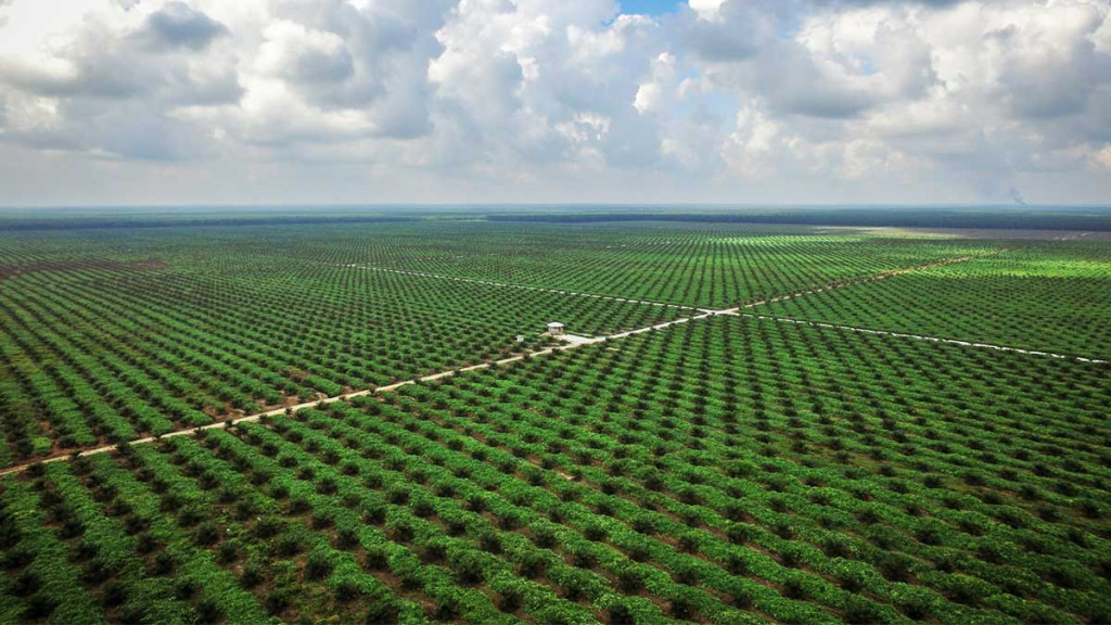 Prabowo Dorong Penanaman Sawit di Papua untuk Produksi BBM Nasional Baru