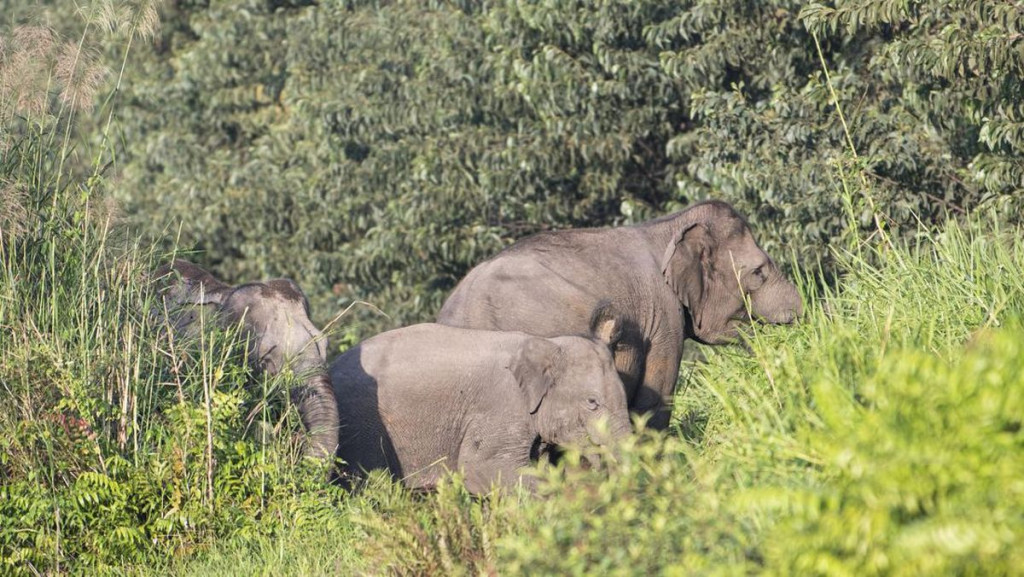 Prabowo Serahkan 20 Ribu Hektare Lahan untuk Konservasi Gajah di Aceh