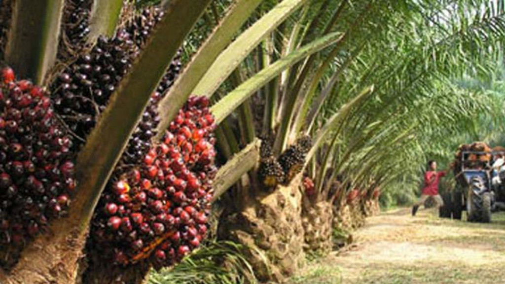 Respon Pemerintah, Guru Besar IPB Sebut Kebun Sawit di Sumatera Bisa Jadi Hutan Kembali