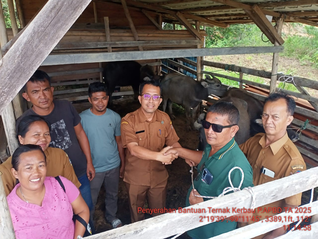Terima Bantuan Ternak Kerbau, Marlon Sianipar Sampaikan Terimakasih ke Pemkab Toba