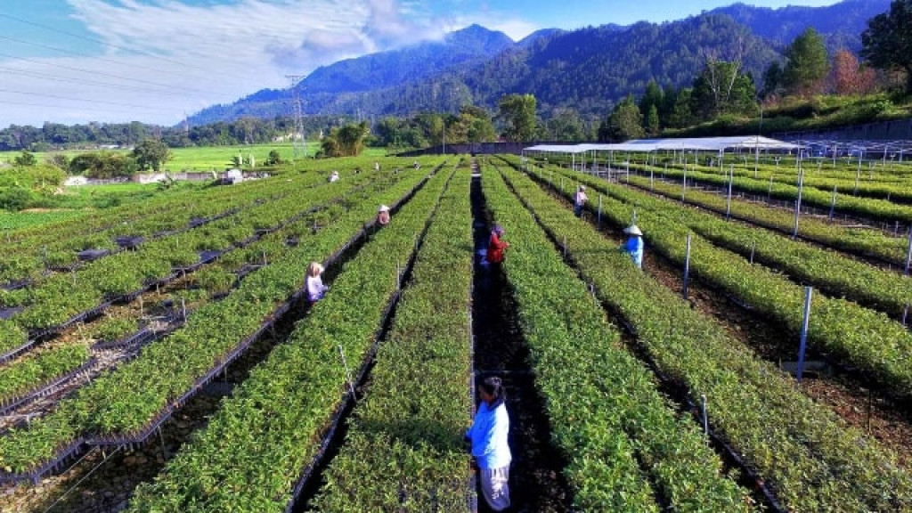 Toba Pulp Lestari Diaudit, Menhut Tunggu Hasil Evaluasi