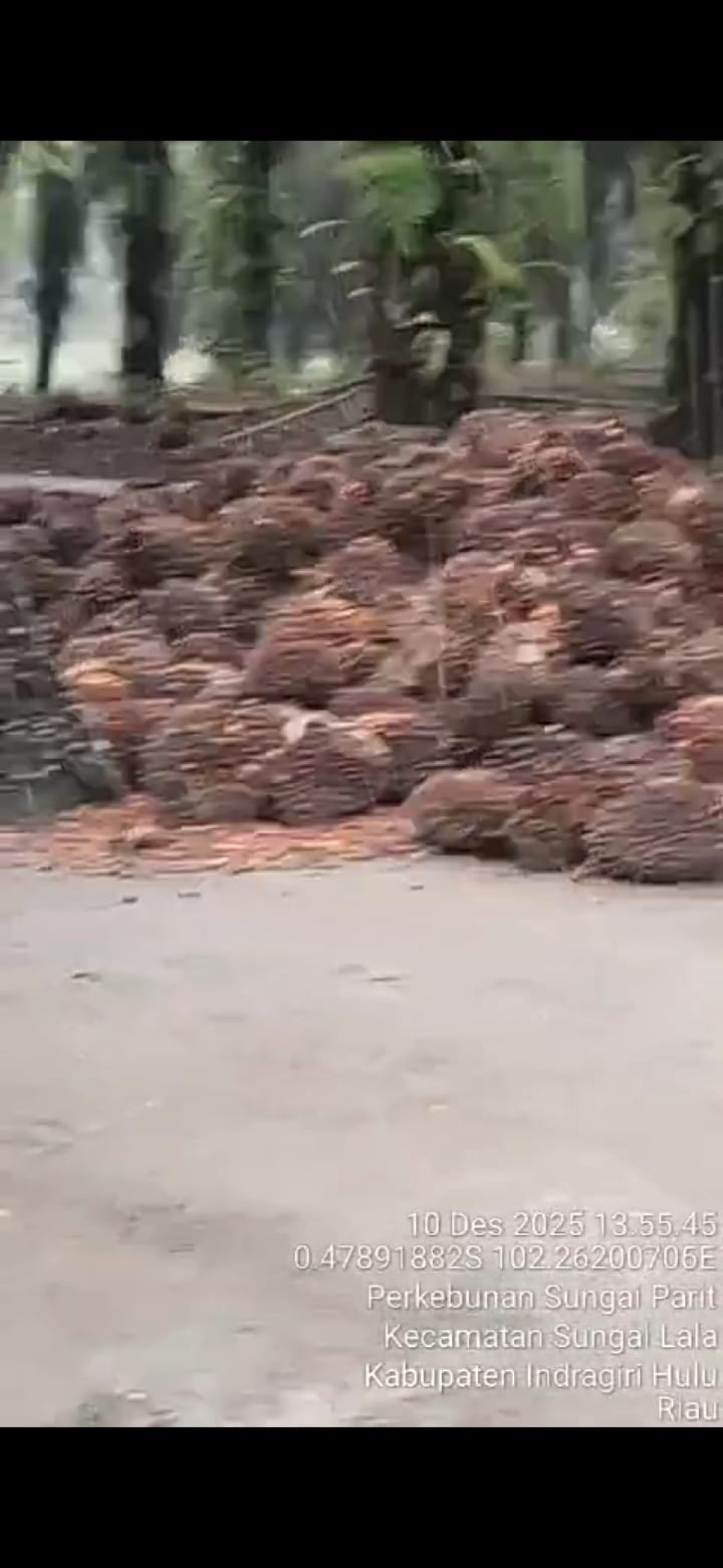 Tumpukan TBS Sortiran Jadi Alarm Keras Manajemen PTPN: Di Mana Kendali Produksi dan Mutu?