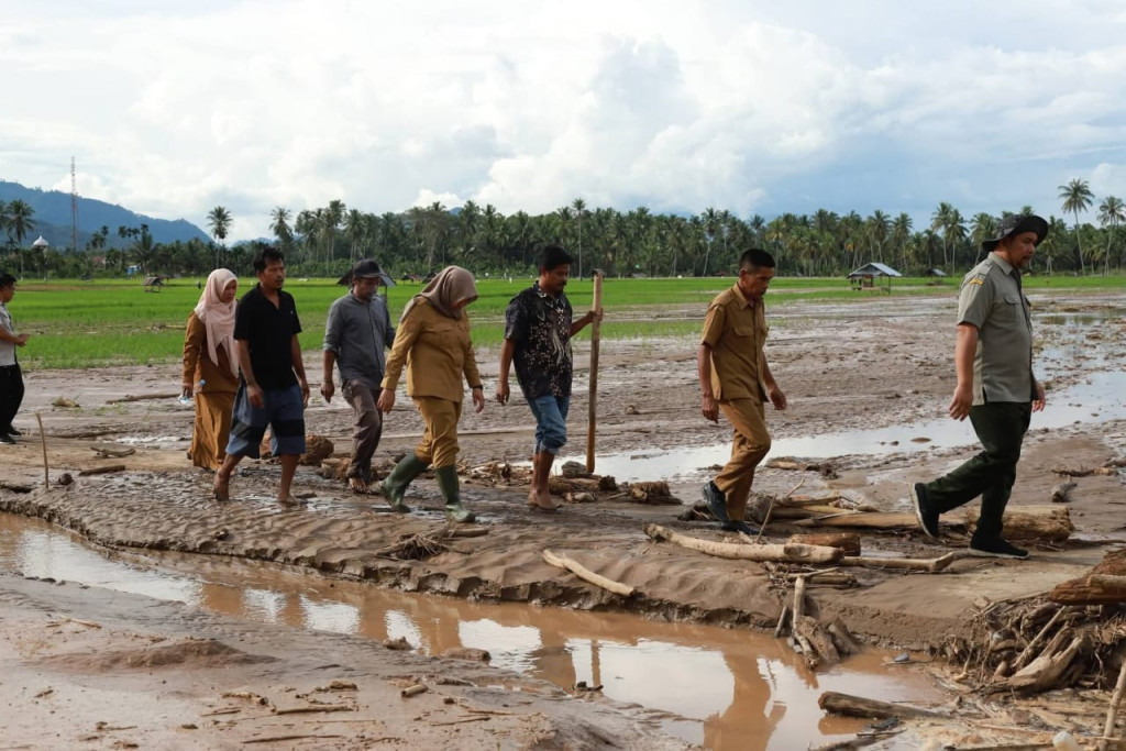 Wabup Madina Dapingi Sekjen Kementan Tinjau Sawah Terdampak Banjir
