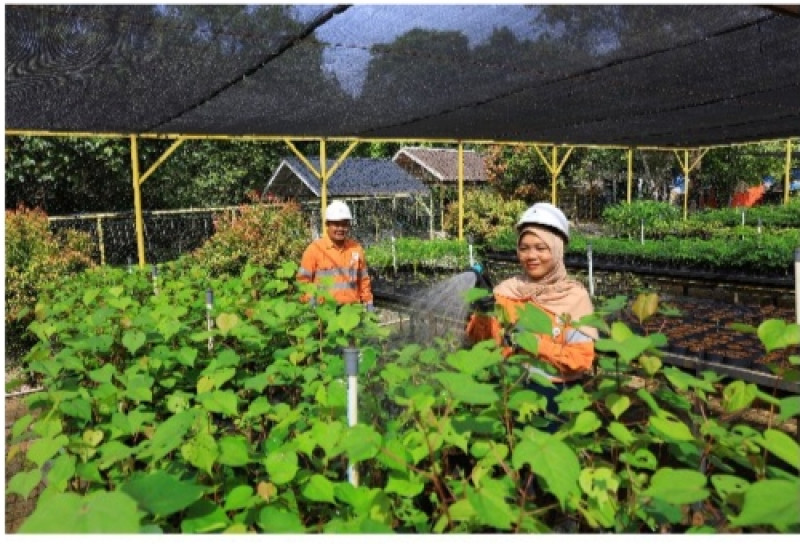 Karyawan tengah merawat tanaman lokal di fasilitas pembibitan (nursery) PT Agincourt Resources yang terletak di dalamsite Tambang Emas Mur tube. Batang Toru, Tapanuli Selatan. (Dok: PTAR)