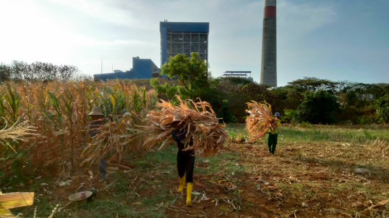 Petani mengangkut limbah hasil panen jagung dari lahan di sekitar PLTU. Limbah berupa bonggol dan jerami jagung dari petani lokal diserap pleh PLN Nusantara Power UP Tanjung Awar-awar  untuk dijadikan sebagai bahan bakar biomassa co-firing.