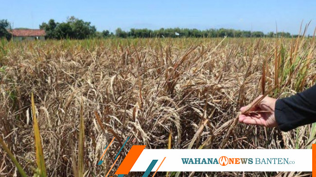 Hampir 1.000 Hektar Sawah Di Banten Terancam Gagal Panen Karena El Nino ...