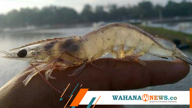 Menteri Kkp Indonesia Bakal Jadi Produsen Udang Vaname Terbesar Di