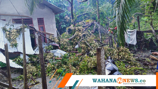 Angin Ribut Tumbangkan Pohon Durian hingga Timpa Rumah Warga - Wahana News