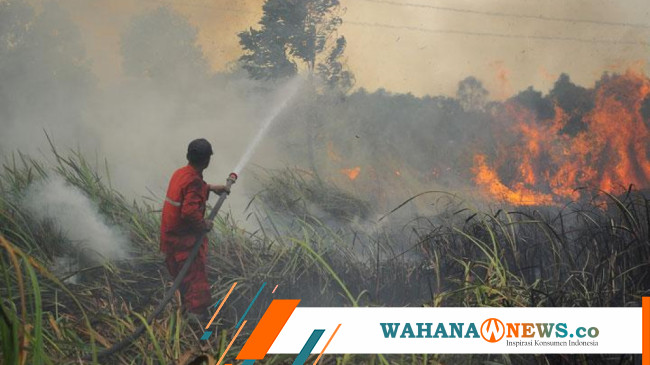 Waspada! Semua Daerah NTT Berstatus Sangat Mudah Karhutla - Wahana News