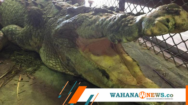 Kasihan! Gigi Buaya Australia Ini Rontok Gegara Setahun Gak Makan ...